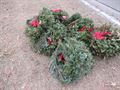 Wreath Cleanup at Fort Snelling (02/01/25)