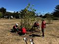 Crab Cove: Native Plant Garden Service (09/07/24)