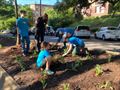 Native Planting in Highland Park (05/11/24)