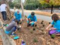 Native Plantings on Highland Ave (11/09/24)